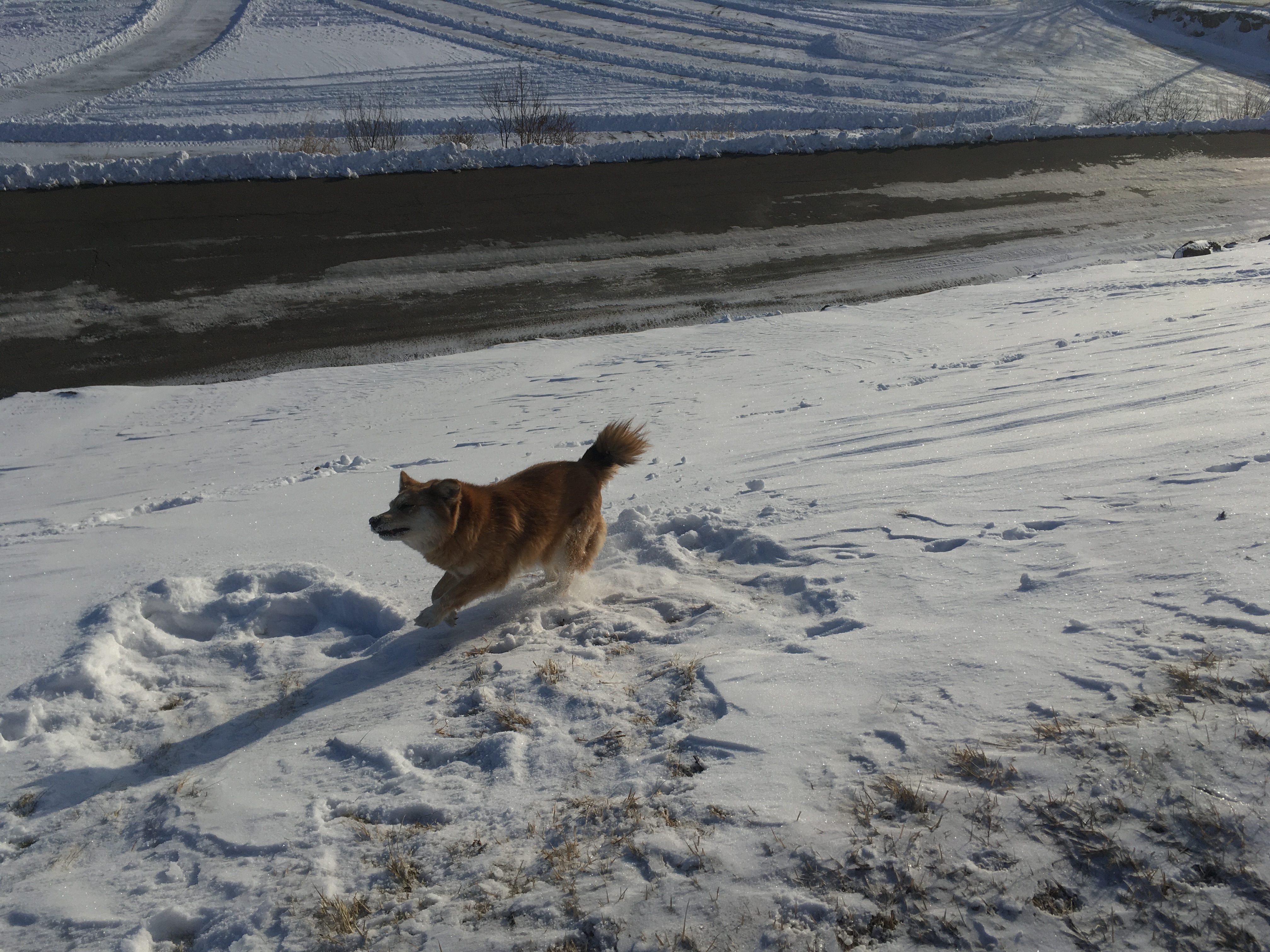 大屋家の飼い犬「ムク」