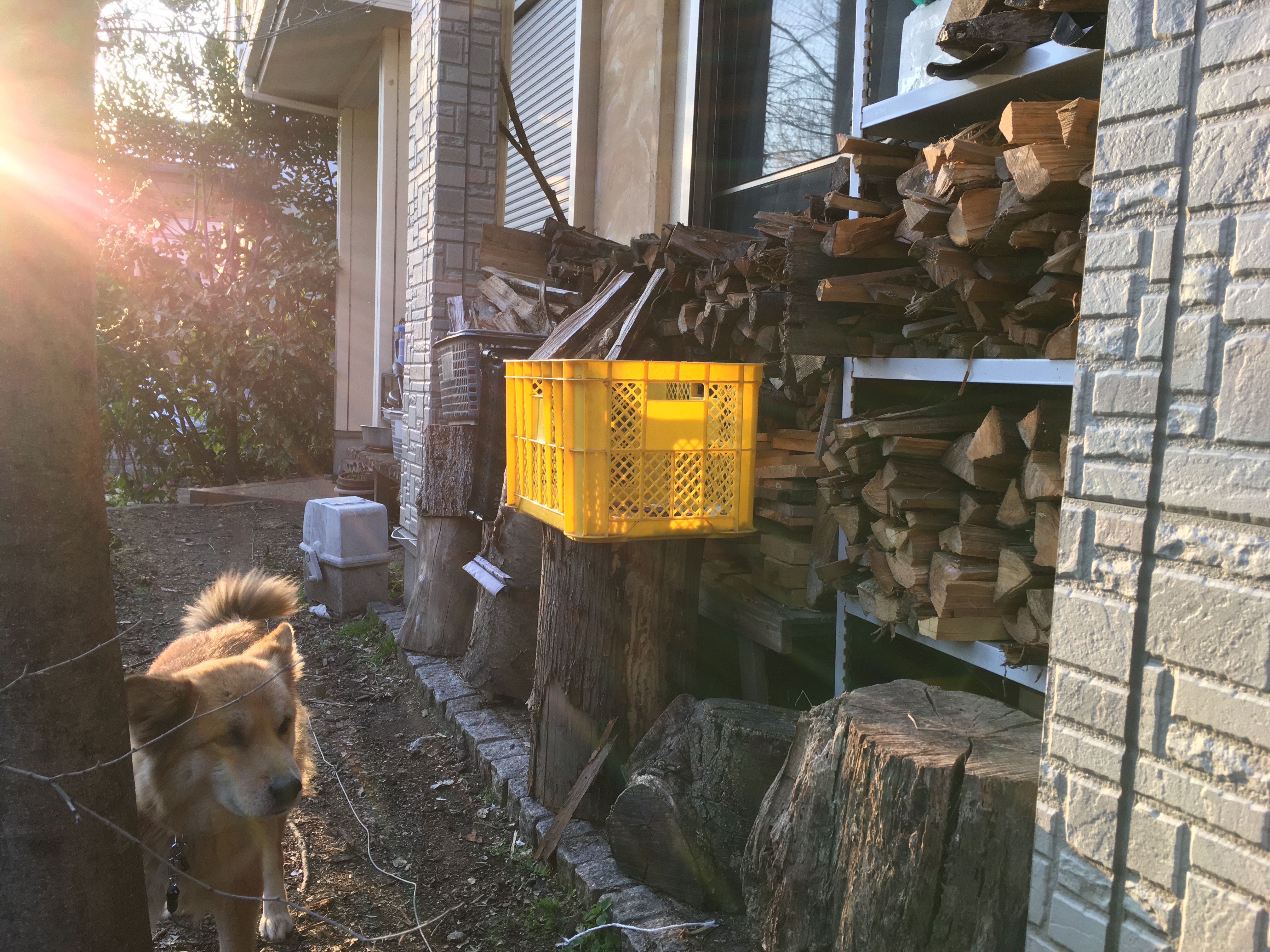 大屋家の飼い犬「ムク」