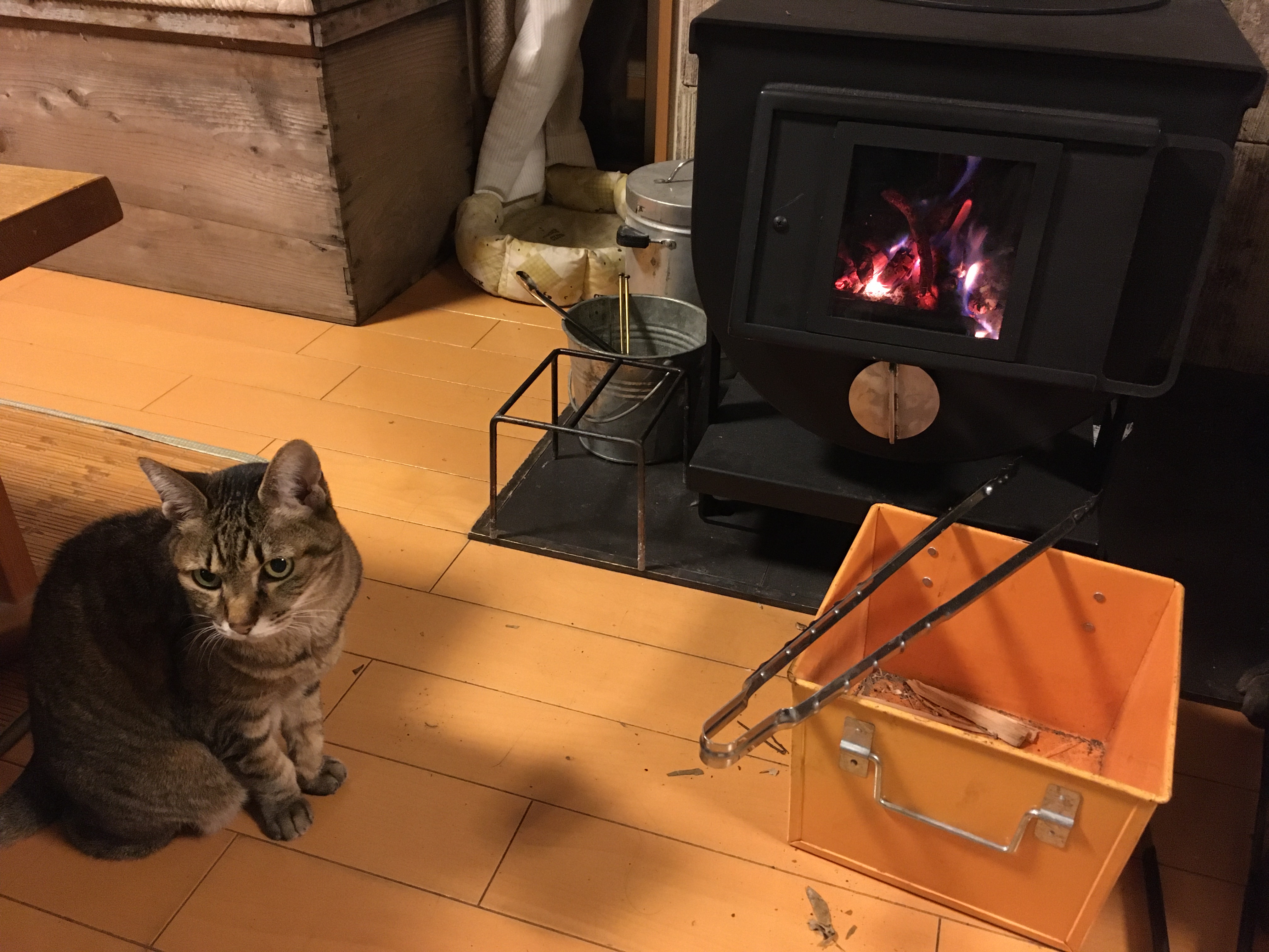 大屋家の飼い猫「しま」