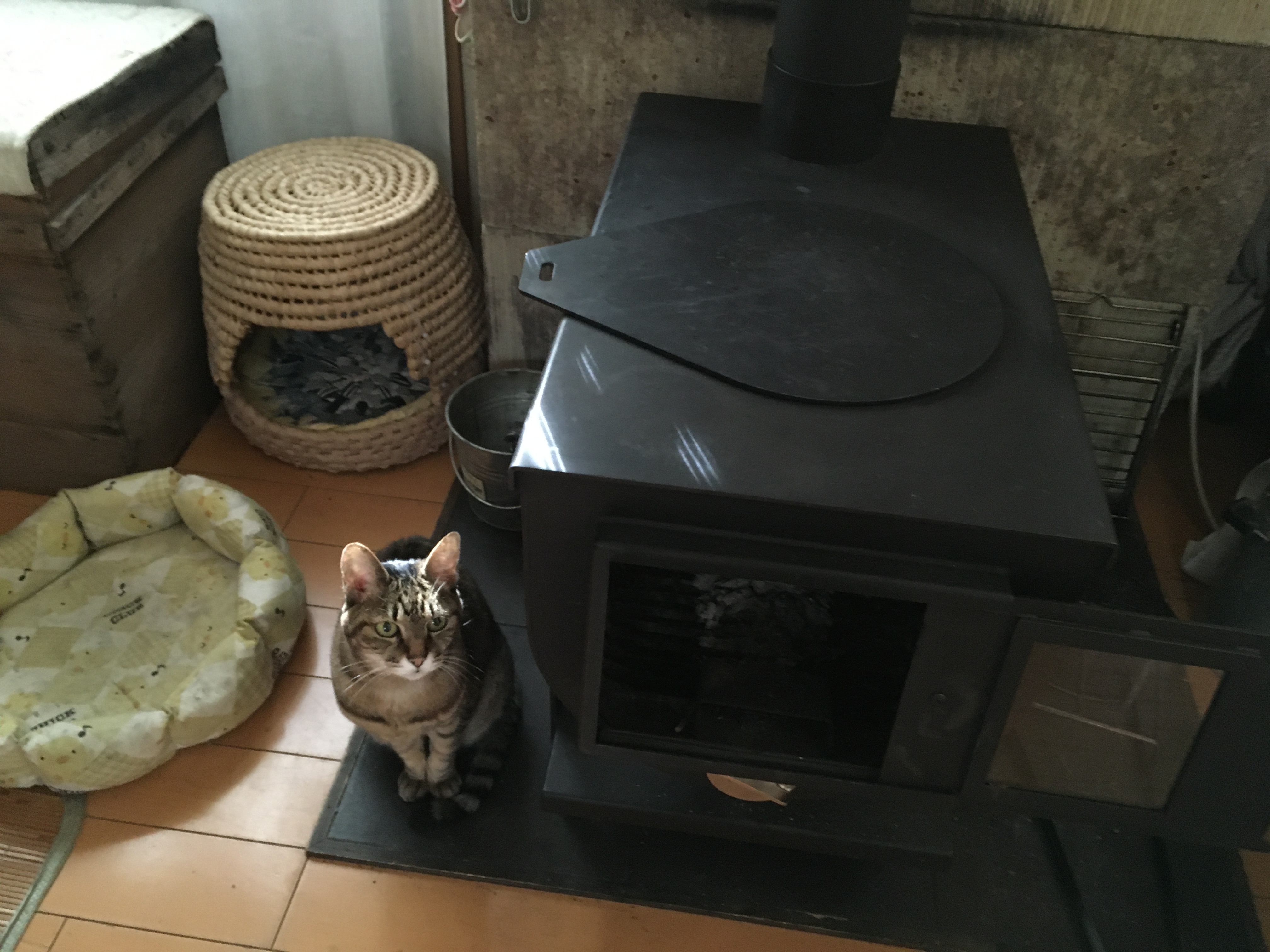 大屋家の飼い猫「しま」