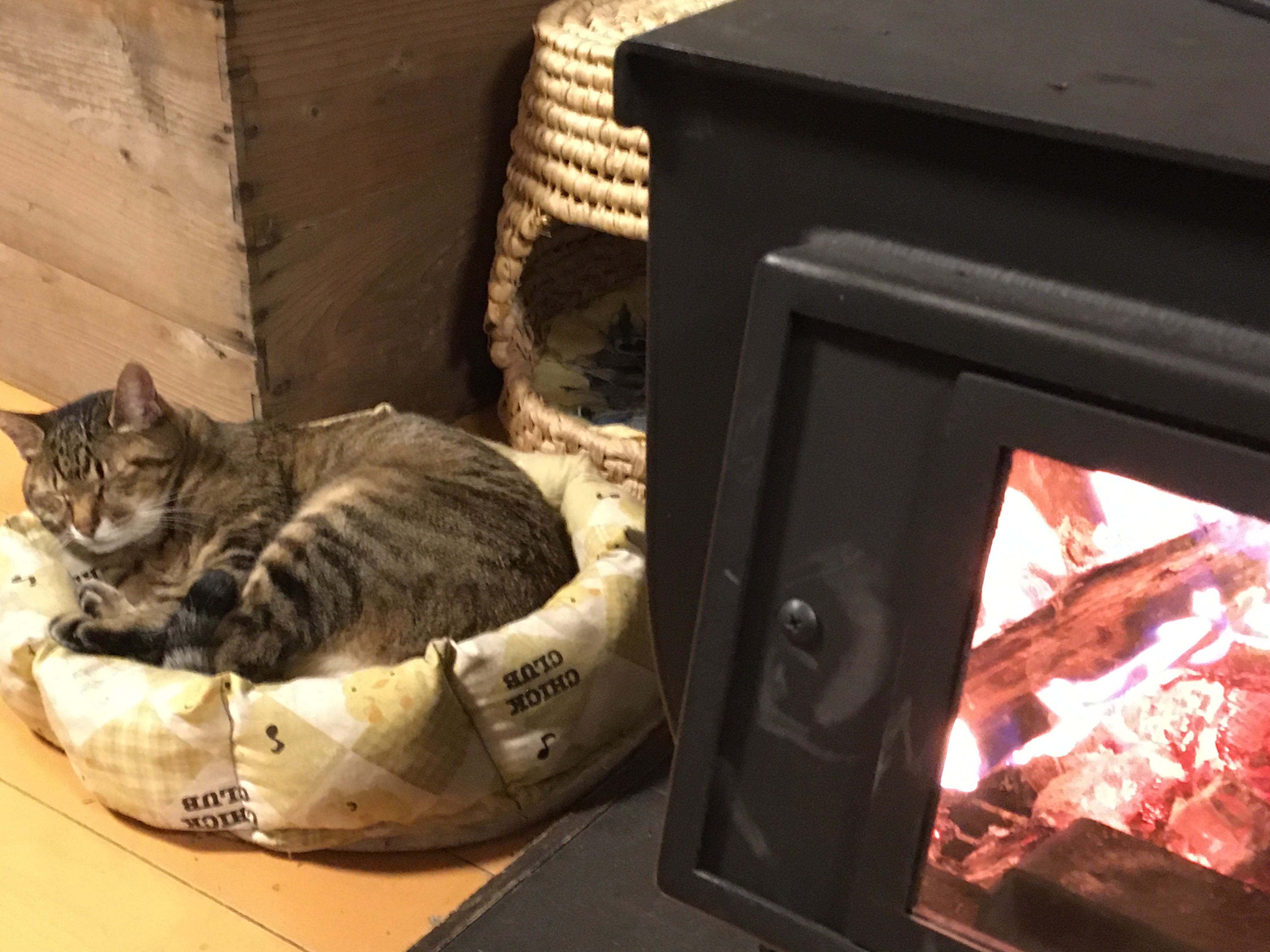 大屋家の飼い猫「しま」