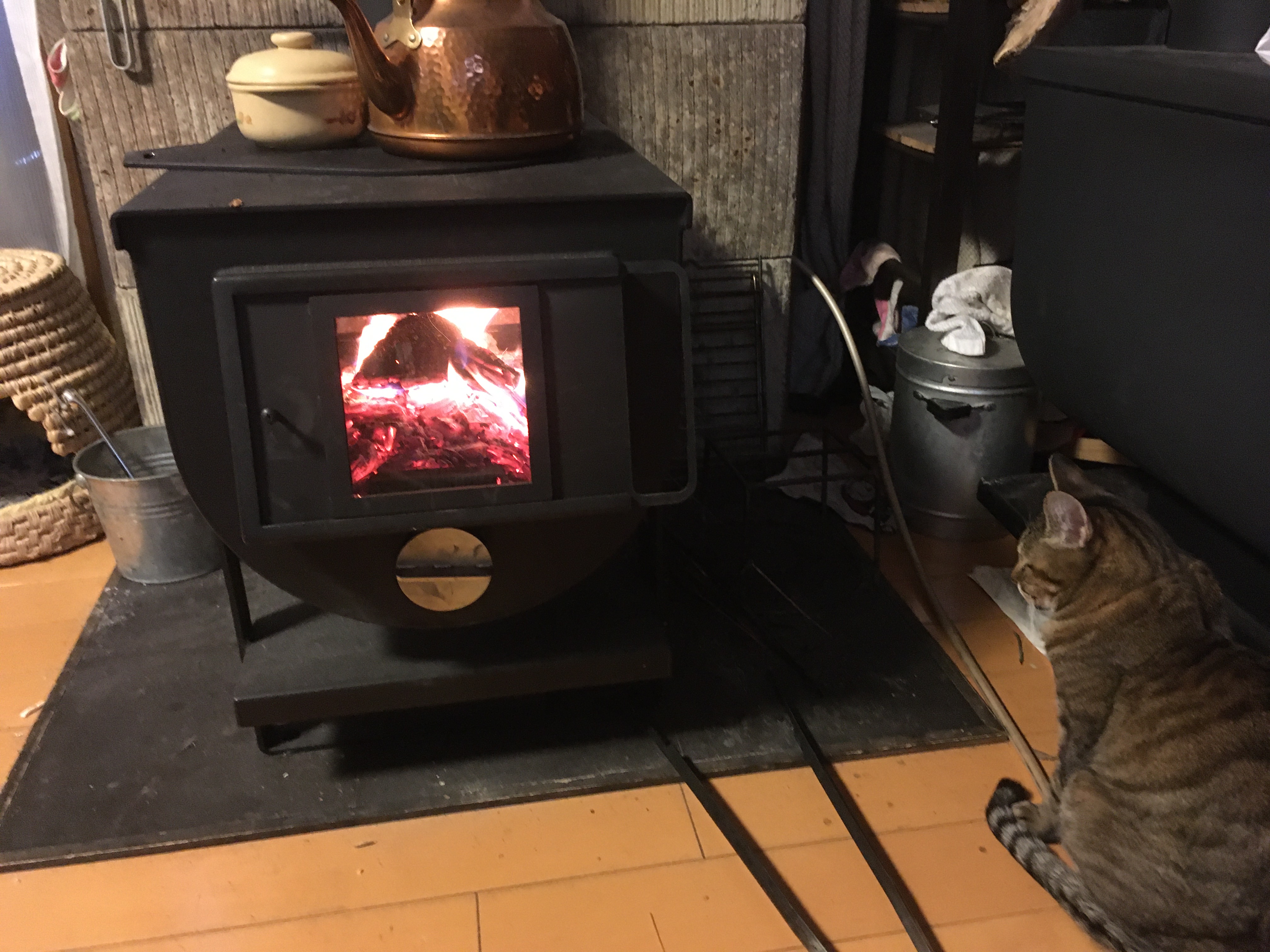 大屋家の飼い猫「しま」