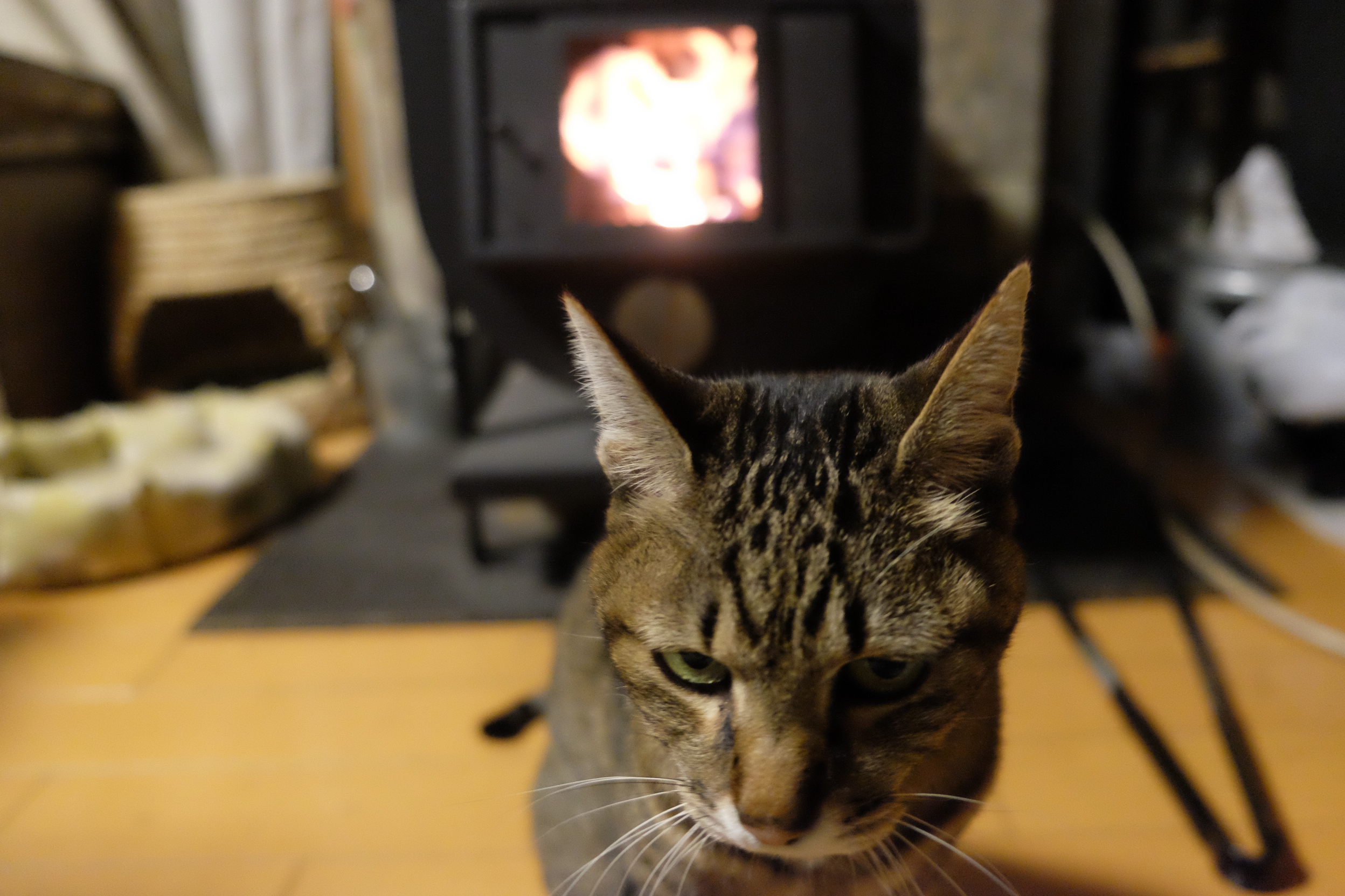 大屋家の飼い猫「しま」